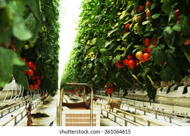 Hydroponic Tomato Gardening