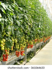 Hydroponic Tomato Gardening