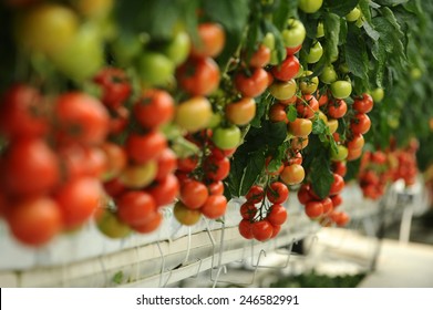 Hydroponic Tomato Growing In A Greenhouse