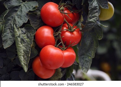 Hydroponic Tomato Growing In A Greenhouse