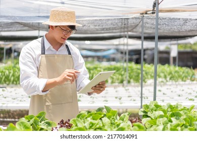 Hydroponic Vegetable Concept, Asian Man Touching On Tablet To Checking Water Of Hydroponic System.