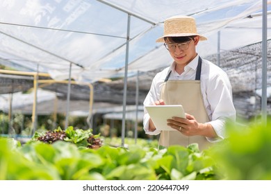 Hydroponic Vegetable Concept, Asian Man Touching On Tablet To Checking Water Of Hydroponic System.