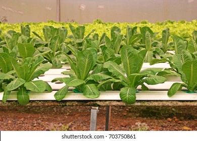 Hydroponic vegetable culture in greenhouse water evaporation, Thailand