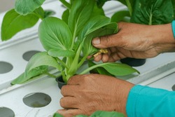 Hydroponic Vegetable Farmers Are Harvesting Hydroponic Vegetables