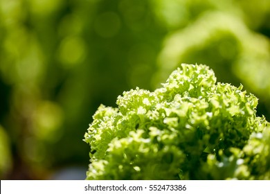 Hydroponic Vegetables, Close Up