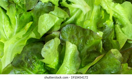 Hydroponic Vegetables Close Up Top View