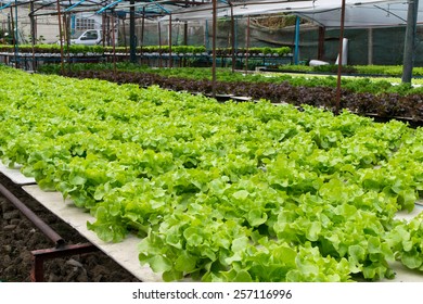 Hydroponic Vegetables Growing In Greenhouse 