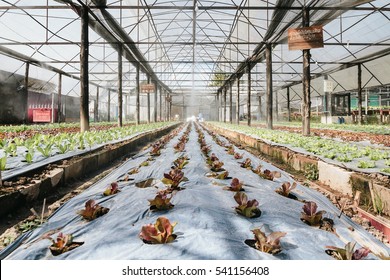 Hydroponic vegetables growing in greenhouse. 