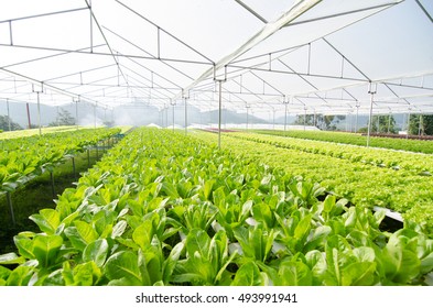 Hydroponic vegetables growing in greenhouse, Thailand