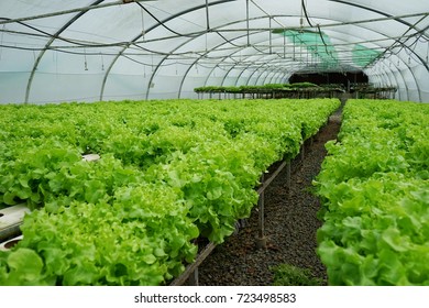 The Hydroponic Vegetables Grown In Greenhouses To Prepare Consumers , With A Suitable Vegetable Salad Healthy Because It Is Nontoxic.