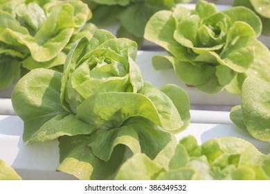 Hydroponic Vegetables In Organic Farm