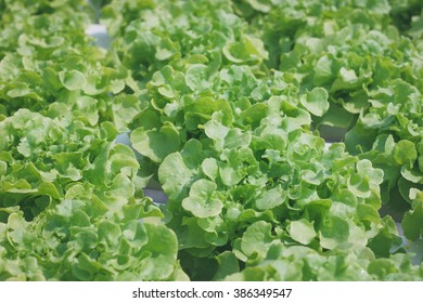 Hydroponic Vegetables In Organic Farm