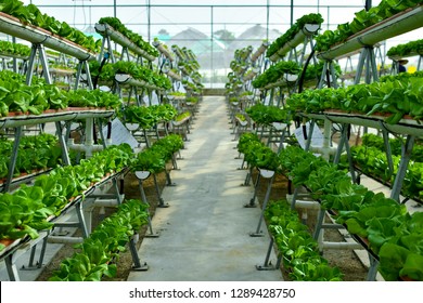 Hydroponic Vertical Farming Systems