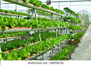 Hydroponic Vertical Farming Systems