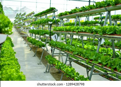 Hydroponic Vertical Farming Systems