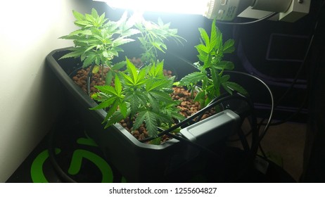 Hydroponics, Cannabis, Lifestyle