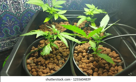 Hydroponics, Cannabis, Lifestyle