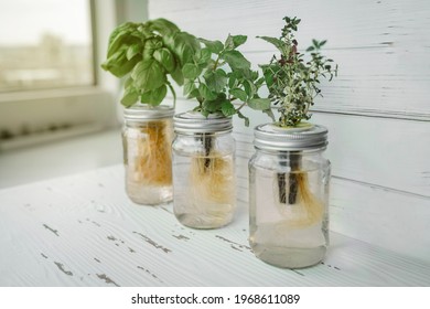 Hydroponics DIY Gardening. Fresh Herbs Harvest At Kitchen Countertop By The Window For Sunlight. Genovese Basil, Mint, Thyme In Hydroponic Kratky Method Jars.