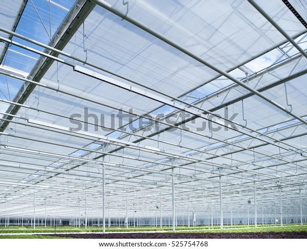 Hydroponics Lettuce Automated Modern Greenhouses Stock Photo (Edit Now ...