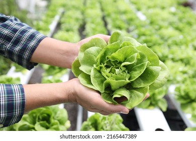 Hydroponics lettuces Organic fresh harvested vegetables,Farmers hands holding fresh vegetables - Shutterstock ID 2165447389