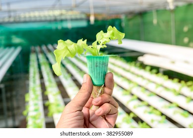 Hydroponics method of growing plants using mineral nutrient solutions, in water, without soil. Close up planting hand Hydroponics plant ,Organic hydroponic vegetable cultivation farm 