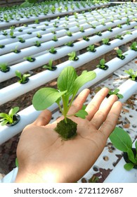 Hydroponics is a method of growing plants without using soil, instead relying on a nutrient-rich water solution to meet the plant's nutrient needs, allowing the plant roots to absorb nutrients directly from the water. This method allows plants to grow more efficiently, conserves water, and can be used in limited space because it doesn't require soil.