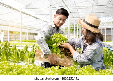 Hydroponics, Smiling Young Asian Couple Farmers Harvest Organic Vegetable Salad From Farm Garden, Nursery. Organic Farming Business Concept.