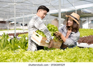 Hydroponics, Smiling Young Asian Couple Farmers Harvest Organic Vegetable Salad From Farm Garden, Nursery. Organic Farming Business Concept.