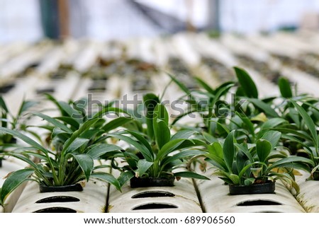 Hydroponics is a subset of hydroculture, the method of growing plants without soil, using mineral nutrient solutions in a water solvent.