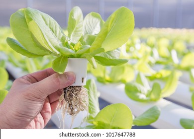 Hydroponics system greenhouse and organic vegetables salad in hydroponics farm for health, food and agriculture concept design.