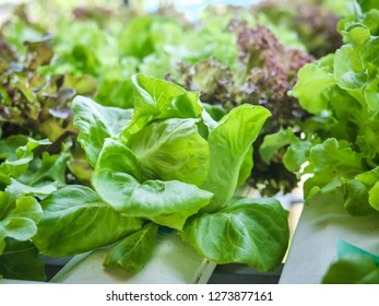 Hydroponics system greenhouse and organic vegetables salad in hydroponics farm for health, food and agriculture concept