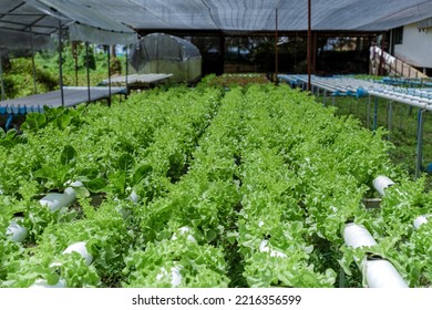 Hydroponics System Growing Vegetables, Salad In A Garden In Thailand, Salad Growing In A PVC Pipe Organic Lettuces Grown In An Outdoors Hydroponics System. Koh Kood Thailand.