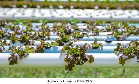 Hydroponics System Growing Vegetables, Salad In A Garden In Thailand, Salad Growing In A PVC Pipe Organic Lettuces Grown In An Outdoors Hydroponics System. Koh Kood Thailand.