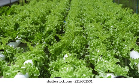 Hydroponics System Growing Vegetables, Salad In A Garden In Thailand, Salad Growing In A PVC Pipe Organic Lettuces Grown In An Outdoors Hydroponics System. Koh Kood Thailand.