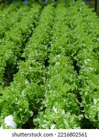 Hydroponics System Growing Vegetables, Salad In A Garden In Thailand, Salad Growing In A PVC Pipe Organic Lettuces Grown In An Outdoors Hydroponics System. Koh Kood Thailand.