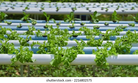 Hydroponics System Growing Vegetables, Salad In A Garden In Thailand, Salad Growing In A PVC Pipe Organic Lettuces Grown In An Outdoors Hydroponics System. Koh Kood Thailand.