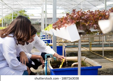 Hydroponics Two Asian scientists have standardized and checked the pH of the hydroponics system of organic vegetables in the nursery.