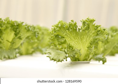 Hydroponics vegetable