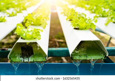 Hydroponics vegetables Green oak lettuce growing in plastic pipes at Smart farms with hydroponics systems are modern farming for healthy and quality in smart agricultural and smart farming concepts