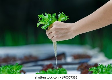 植物工場 の画像 写真素材 ベクター画像 Shutterstock