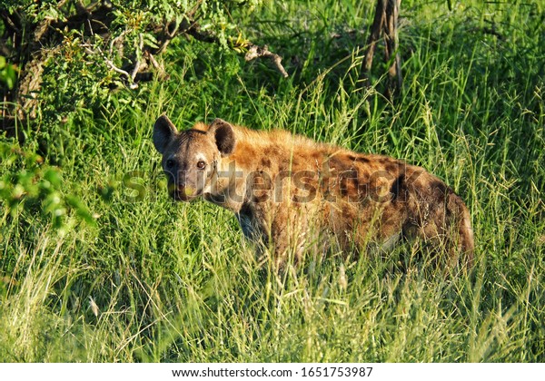 Hyena Africa (Crocuta crocuta) on the road\
at Kruger National Park , South\
Africa.