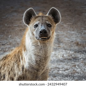 The hyena is Africas most common large carnivore. Spotted hyena portrait. Crocuta crocuta. Photo of spotted hyena in national park. Travel photo,