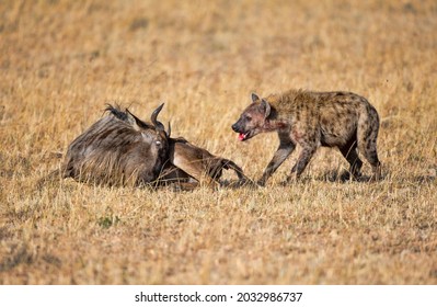 A Hyena Attacking A Wildebeest. Taken In Kenya