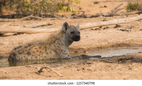 Hyena Bath Summer