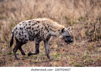 A Hyena Being Sneaky In The Wild