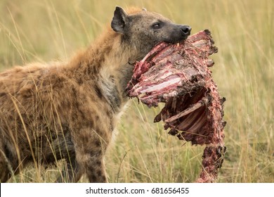 A Hyena carries away the rib cage of a recent kill in the Masai Mara, Kenya