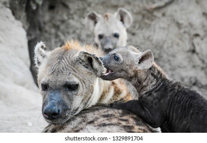 The Hyena Clan