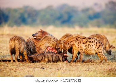 Hyena Clan After Successful Wildebeest Hunt In Safari Park In Kenya