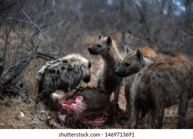 The Hyena Clan Are Eating The Kudu Carcass They Have Chased Some Leopards From.