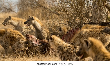 Hyena Clan On Buffalo Kill